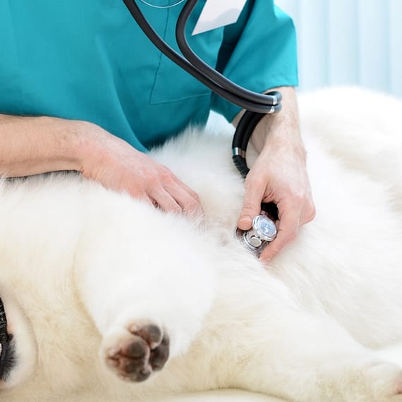 Medical Checkup And Anti-Flea Medication Or Deworming For Pets Dubai