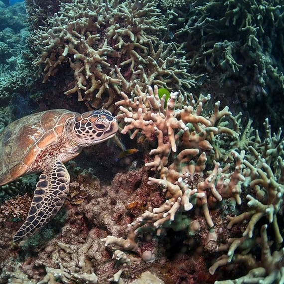 Scuba Or Fujairah Diving Or Snorkeling At Goblin Diving Center Dubai