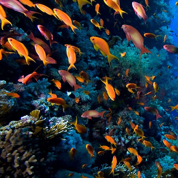 Snorkeling Or Scuba Diving Experience At Al Boom Diving Dubai