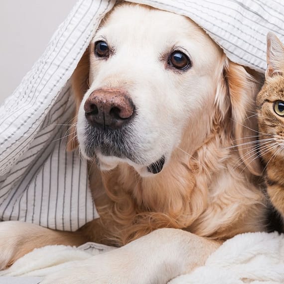Specialized Veterinary Care With Surgery And Collar Included For Pets Sharjah & N. Emirates