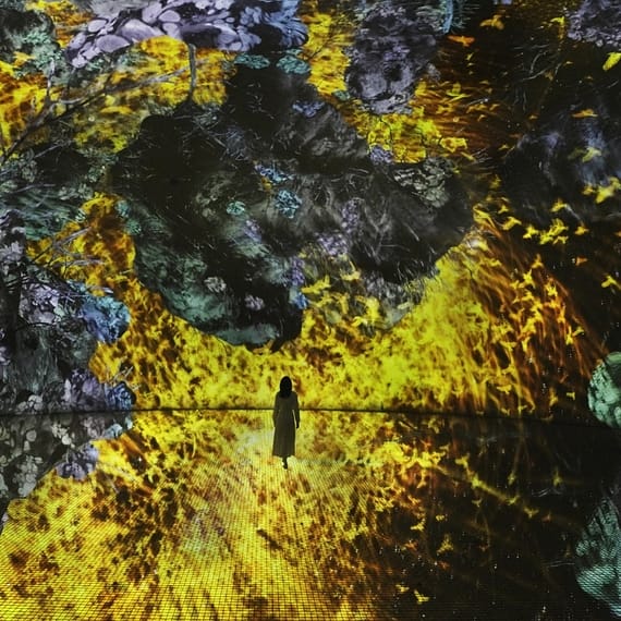 TeamLab Phenomena + Louvre Abu Dhabi - Combo Recently Added Experiences