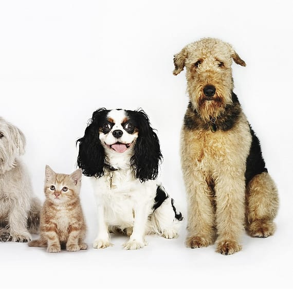 Treat Your Pet To Basic Or Full Grooming For Cats/Dogs @ Sharjah Sharjah & N. Emirates